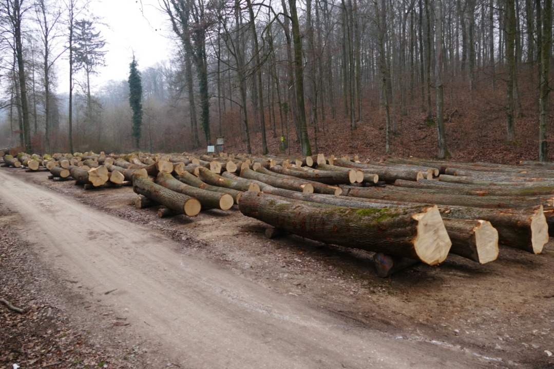 Holzfällarbeiten im Eichwald  | Foto: Benedikt Hecht