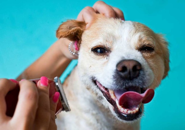 Bietet der neue Bad Sckinger Hundesal...he Grwihler Hundesteuer? (Symbolbild)  | Foto: Victoria Bonn-Meuser