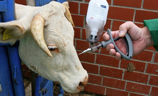 Ein Rind wird gegen die Blauzungenkrankheit geimpft.   | Foto: DPA