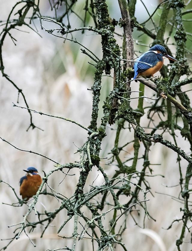   | Foto: Zoo Basel (Torben Weber)