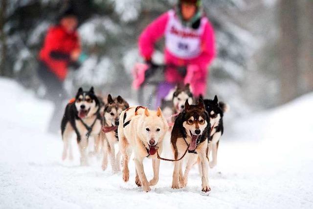 Fotos: Schlittenhunderennen in Todtmoos