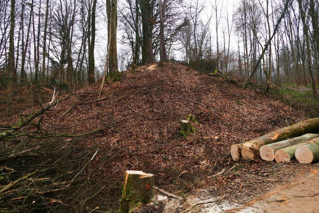 Holzfällarbeiten im Eichwald sorgen für Protest in Müllheim.  | Foto: Benedikt Hecht