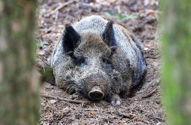 Wildschweine aus Deutschland will man in Dnemark nicht haben.  | Foto: dpa