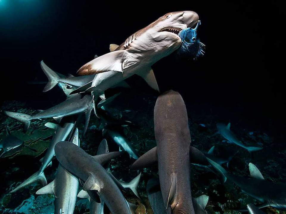 Ein Grauhai auf Beutejagd in der Dokumentation &#8222;700 Sharks&#8220;.  | Foto: Laurent Ballesta
