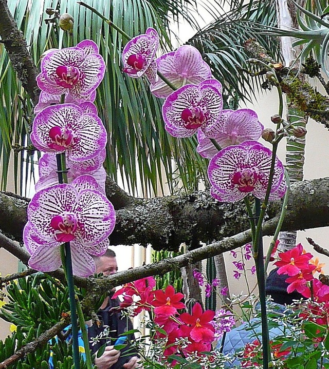 Farbenprchtige Orchideen sind bei der...Februar im Lahrer Stadtpark zu sehen.   | Foto: Privat