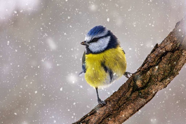 Wurde von Vogelliebhabern am vierthufigsten gezhlt: Die Blaumeise  | Foto: Andre