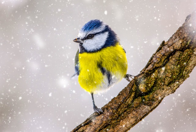Wurde von Vogelliebhabern am vierthufigsten gezhlt: Die Blaumeise  | Foto: Stock.Adobe.com