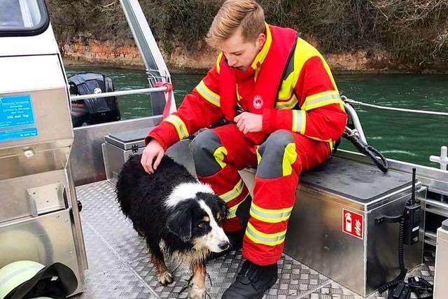 Bad Säckinger Feuerwehr rettet Hund aus dem Rhein