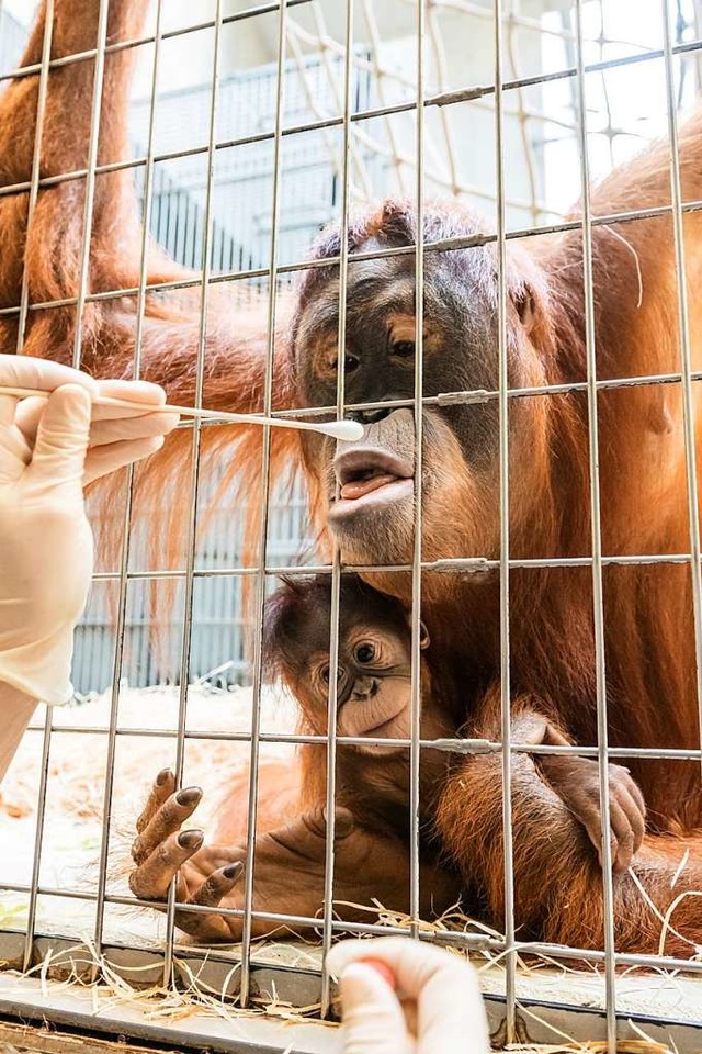 Mund auf, Stbchen rein: Vaterschaftstest bei den Orang-Utans  | Foto: Zoo Basel (Torben Weber)