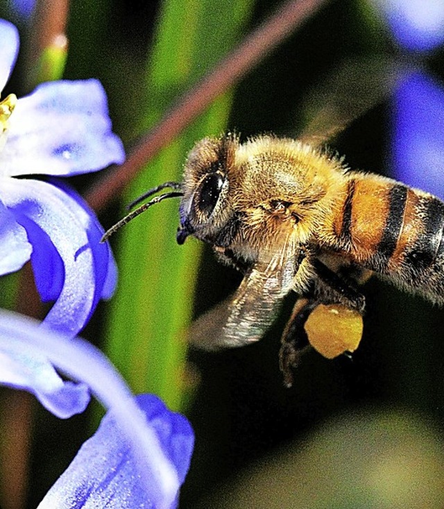 Alle freuen sich, wenn die  Temperatur... steigen und die Bienen ausschwrmen.   | Foto: julian stratenschulte (dpa)