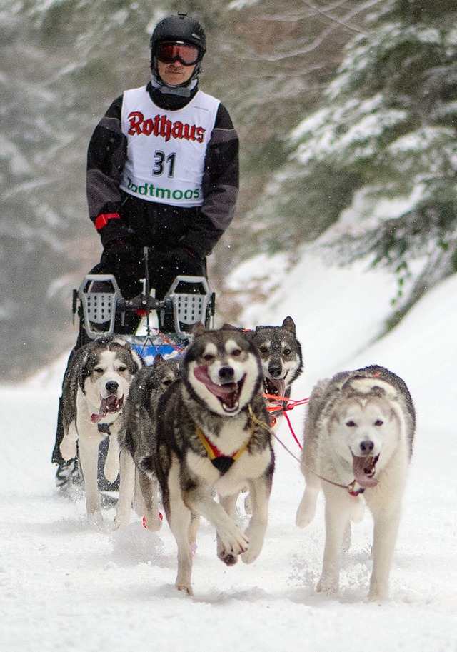 Die Siberian Huskeys von Ralf Neudecker im Gespann  | Foto: Wolfgang Scheu