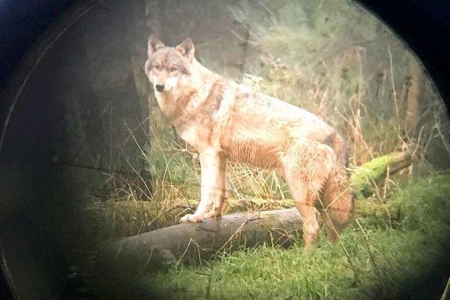 Ein Wolf hat in Wolfach ein Schaf gerissen – War es wieder 