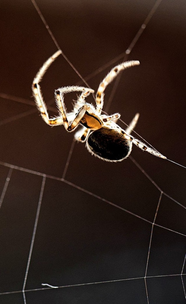 Horst Stern machte auch einen Film ber heimische Spinnen.   | Foto: dpa