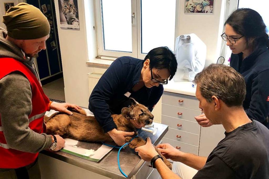 Der Puma in ärztlicher Behandlung  | Foto: Vier Pfoten Deutschland