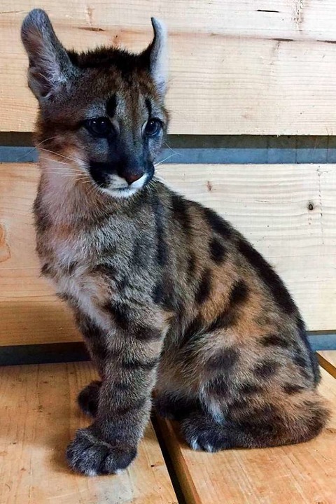 Dieser junge Puma wurde in einer Lahrer Wohnung gehalten.  | Foto: Vier Pfoten Deutschland
