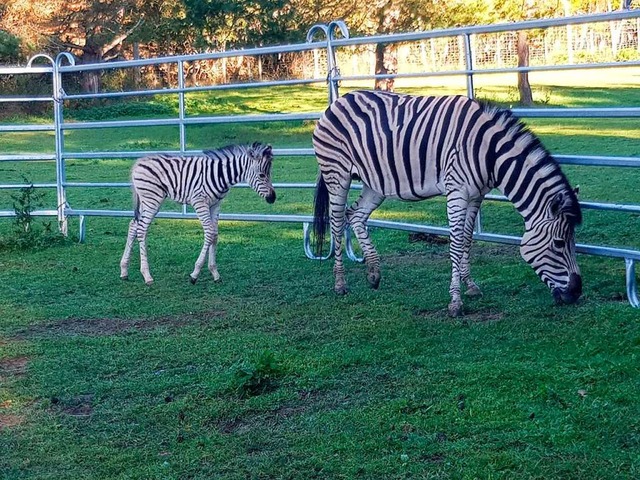 Das kleine Zebra hrt auf den Namen Ak...therbst in Lffingen geboren worden.   | Foto: Tatzmania