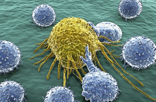 Immunabwehrzellen kmpfen gegen eine Krebszelle.   | Foto: adobe.com