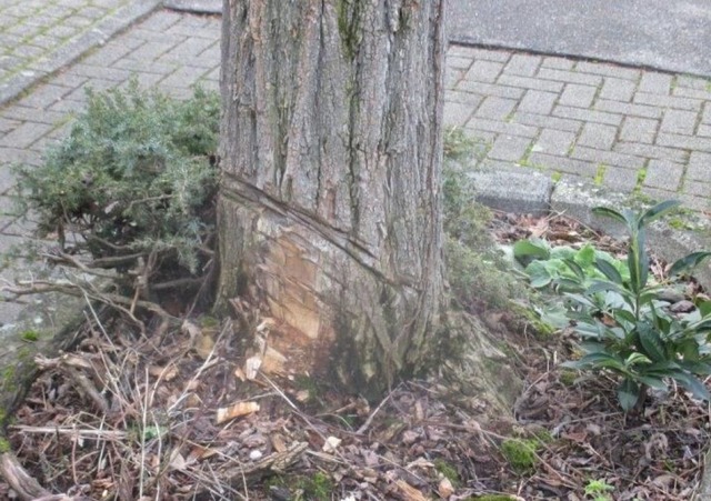 Wer hat an dem Baum gesgt? Die Gemein...ne Belohnung von 500 Euro ausgesetzt.   | Foto:  Gemeindeverwaltung Denzlingen