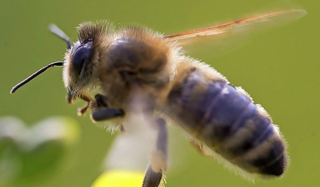 Flieg Bienchen, flieg: Um das Insekten...en Einsatz von Herbiziden verzichten.   | Foto:  dpa