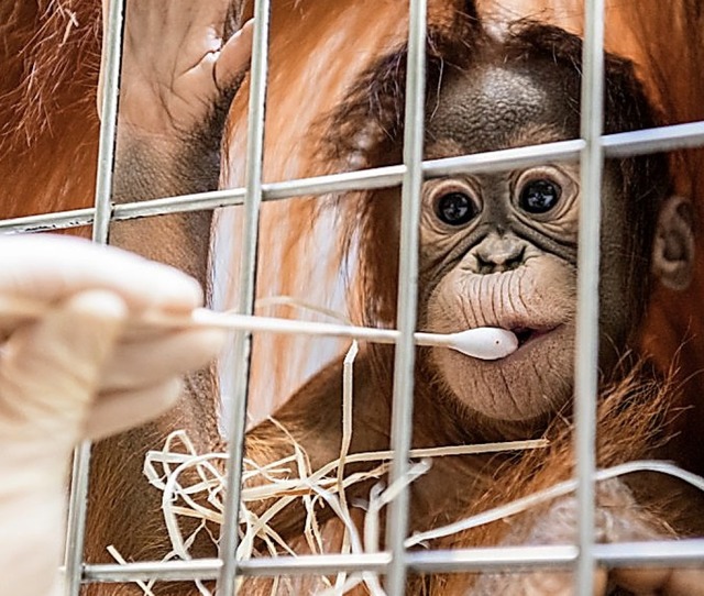 Die dunklen Augen &#8211; und vor alle... vom Orang-Utan aus dem Nachbargehege.  | Foto:  Basler Zoo