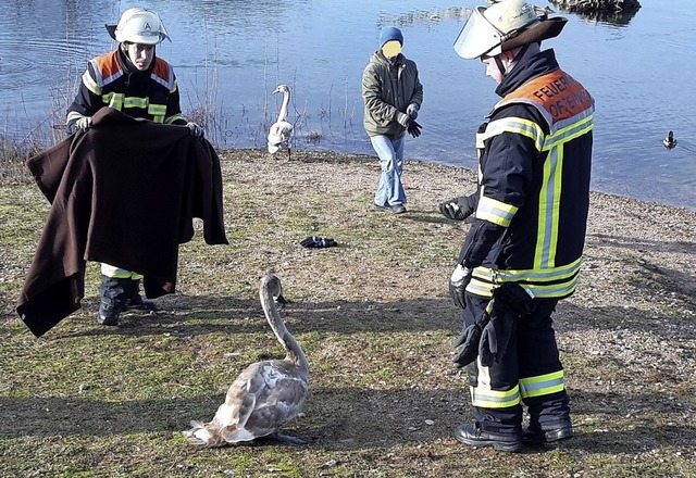 Irgendwann klappte das Einfangen des J...wird jetzt in Neuried gesundgepflegt.   | Foto: Feuerwehr