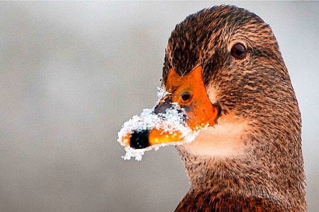 Gut gerstet auch fr den Winter: eine Ente  | Foto: Philipp Schulze
