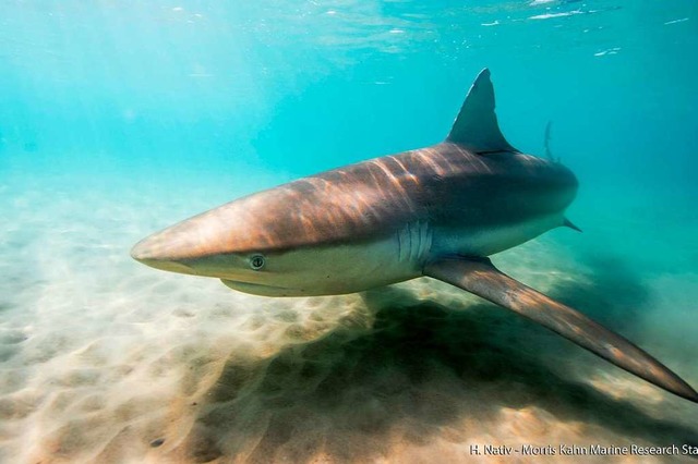 Die Haie kommen sehr nah an die Kste.  | Foto: dpa