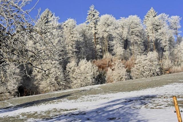 Zauberwald im Raureif-Kleid