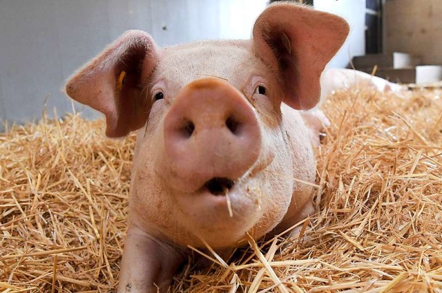 Ein glckliches Schwein  | Foto: DPA