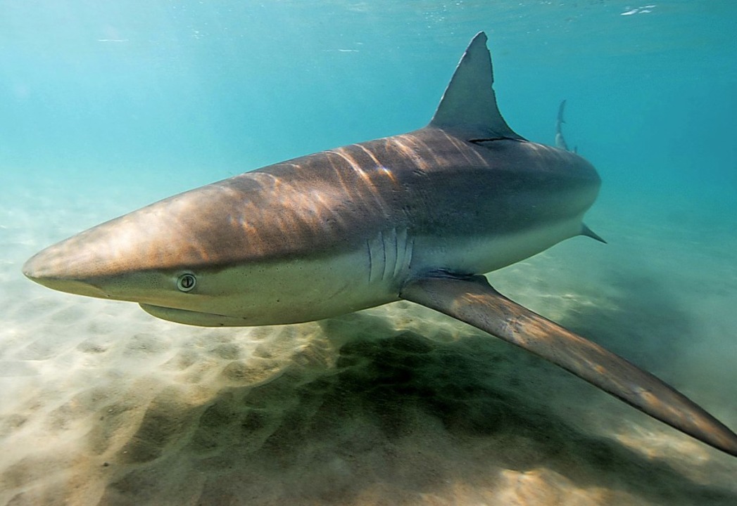 Wie ein Whirlpool für Haie Panorama