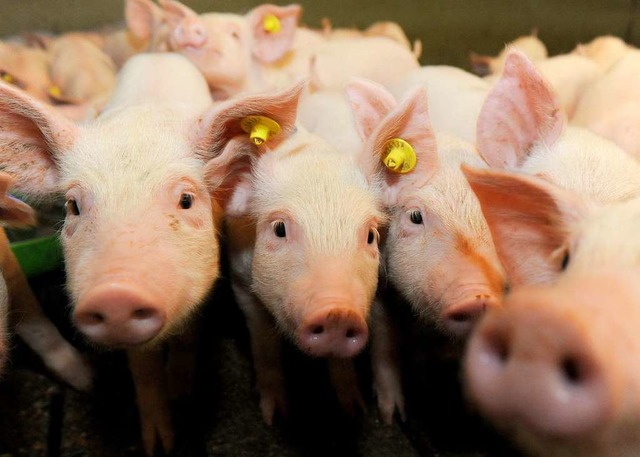 Wie werden Ferkel gehalten? Darber soll das neue Tierwohl-Label aufklren.   | Foto: dpa