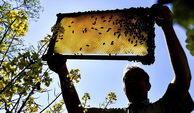 Die Imker des Bienenzuchtvereins Herbo...ebung betreuen rund 374 Bienenvlker.   | Foto: Symbolfoto: DPA
