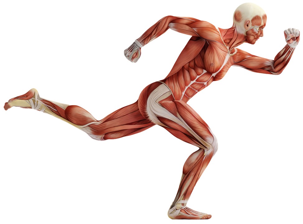 Dem Menschen unter die Haut geschaut: Muskeln von oben bis unten    | Foto: Illustration:adobe.com