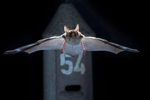 Fotos: Spektakulre Fledermaus-Fotos aus Sdbaden