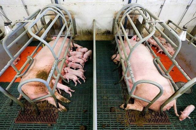 Wie sollen Schweine gehalten werden?