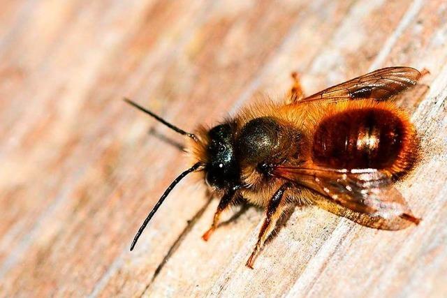 Die Rostrote Mauerbiene ist in Südbaden keine Unbekannte