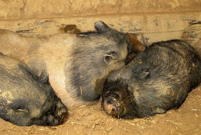 So gut wie diesen Schweinen geht es ni...n hheren Preisen niederschlagen muss.  | Foto: Jutta Schtz