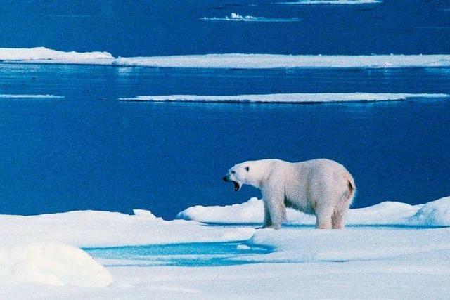 Eisbären machen sibirische Insel in der Arktis unsicher