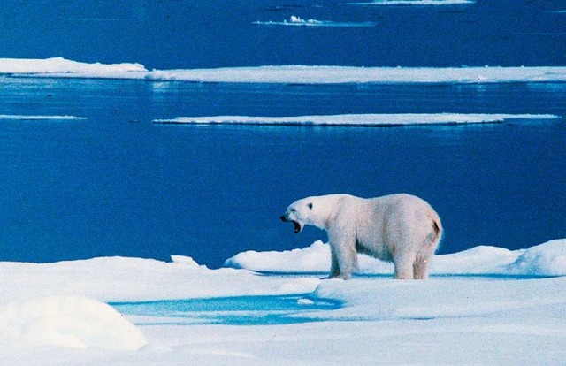 Polarbren haben auf der sibirischen A...el Nowaja Semlja Menschen angegriffen.  | Foto: dpa