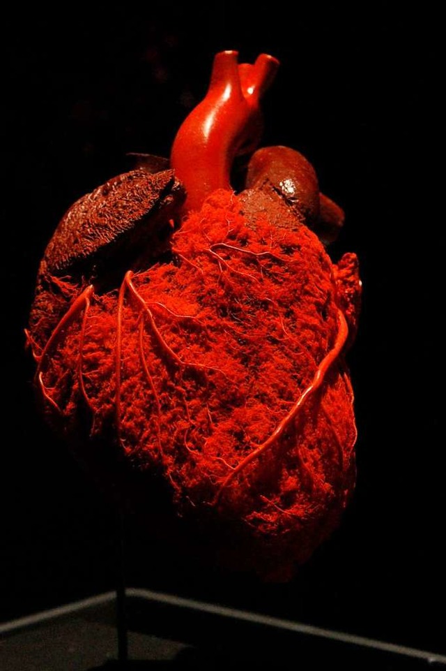 Das Prparat eines menschlichen Herzens.  | Foto: Institut fr Plastination