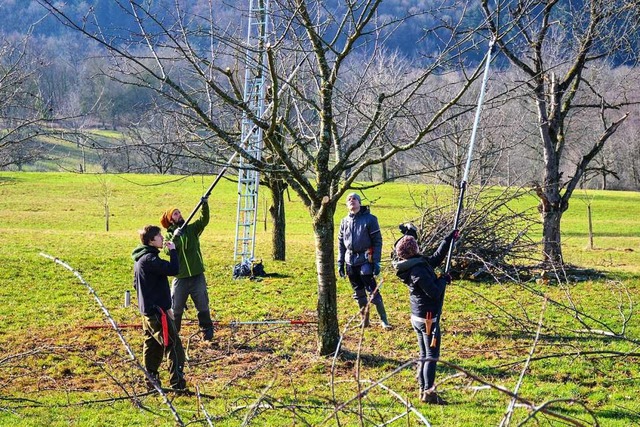 Obstbaumschnitt ist Teamarbeit. Gemein... es in den Berghauser Matten ans Werk.  | Foto: Gabriele Hennicke