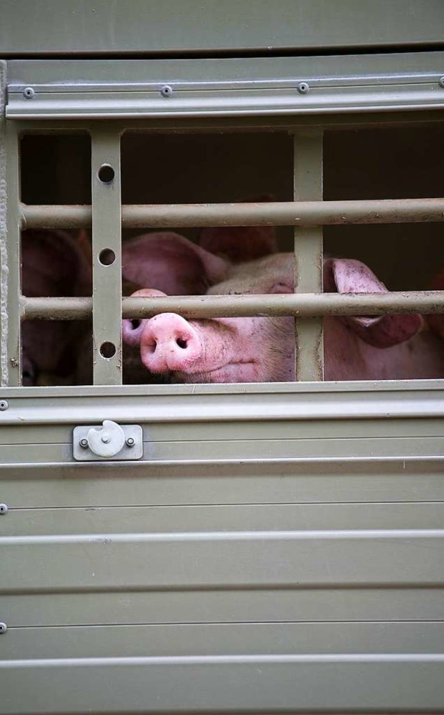 Schweinetransport  | Foto: dpa