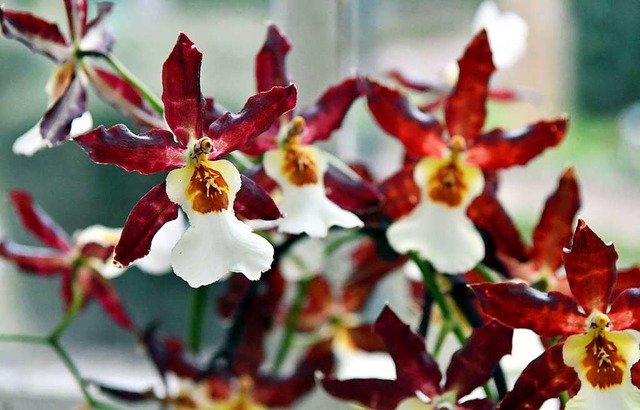 Die farbenprchtigen Orchideen lockten viele Interessierte in die Orangerie.  | Foto: Wolfgang Knstle