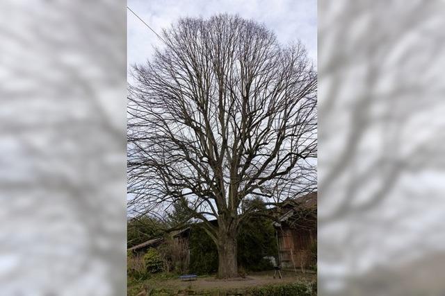 Ein Baum soll zum Denkmal werden