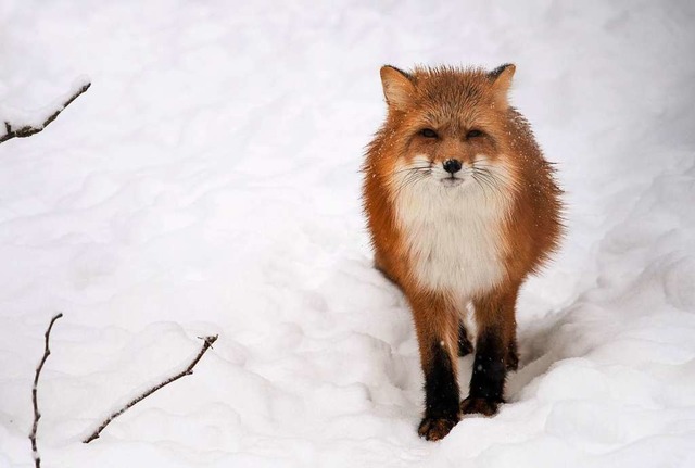 Ein Fuchs in freier Wildbahn  | Foto: DPA
