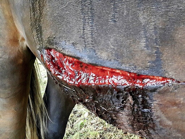 Die Tat eines &#8222;Pferderippers&#82...der sich  in Thringen ereignet hat.    | Foto: PETA Deutschland e.V.