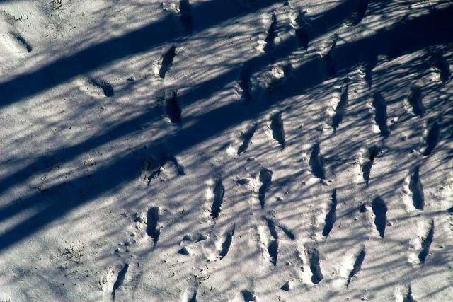 Russische Staatsanwaltschaft rollt Tod von 9 Skiwanderern im Jahr 1959 auf