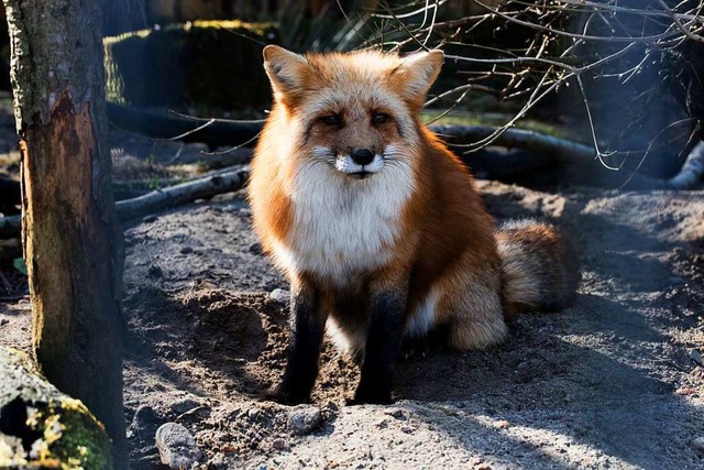 Nach der Winterruhe kann auch dieser Fuchs bald wieder besucht werden.  | Foto: Gabriele Zahn