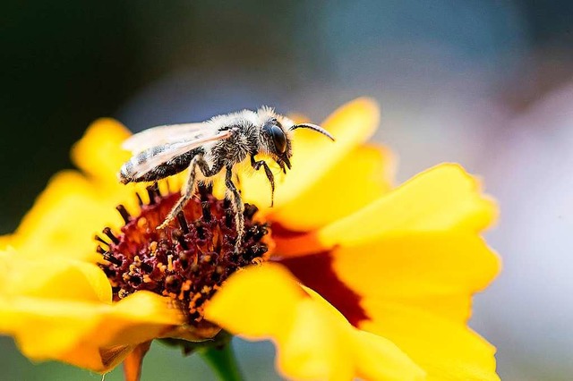 Mehr Schutz fr Bienen soll es geben.  | Foto: dpa