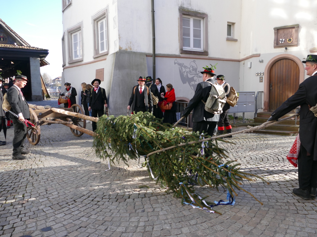 Der Narrenbaum wurde bis an die Holzbrcke gebracht.